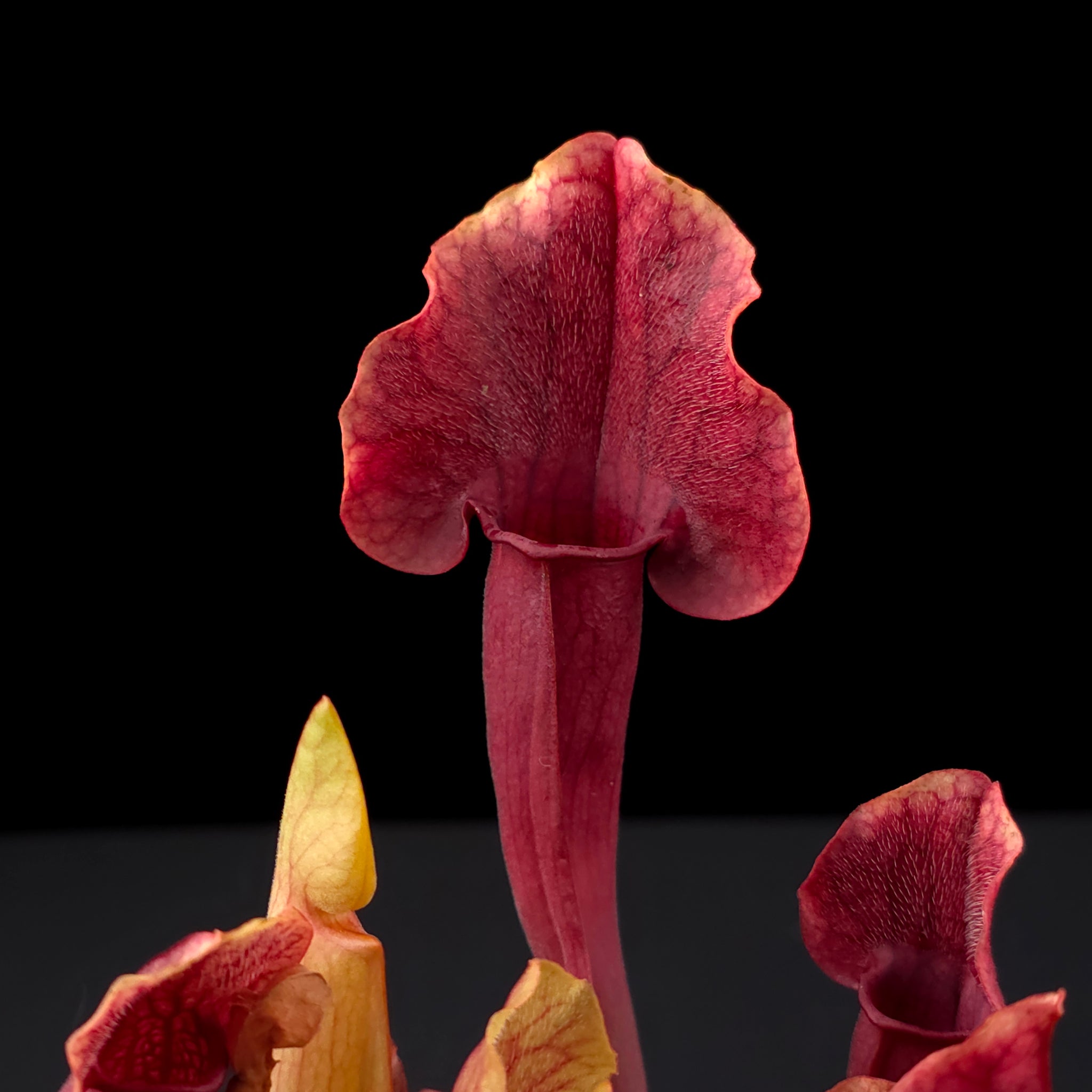 Sarracenia 'Paradisia' Red Form