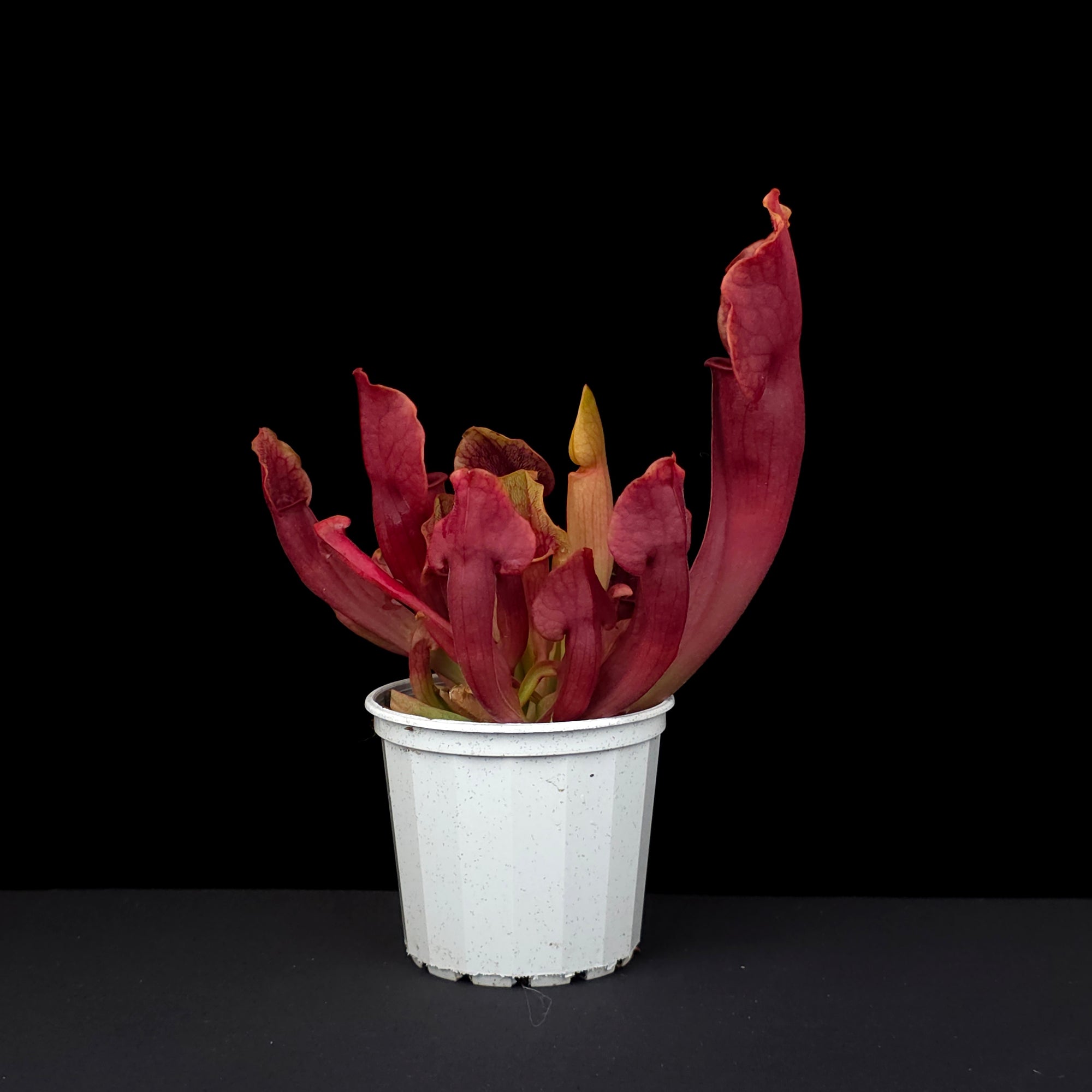 Sarracenia 'Paradisia' Red Form