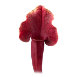 Sarracenia 'Paradisia' Red Form