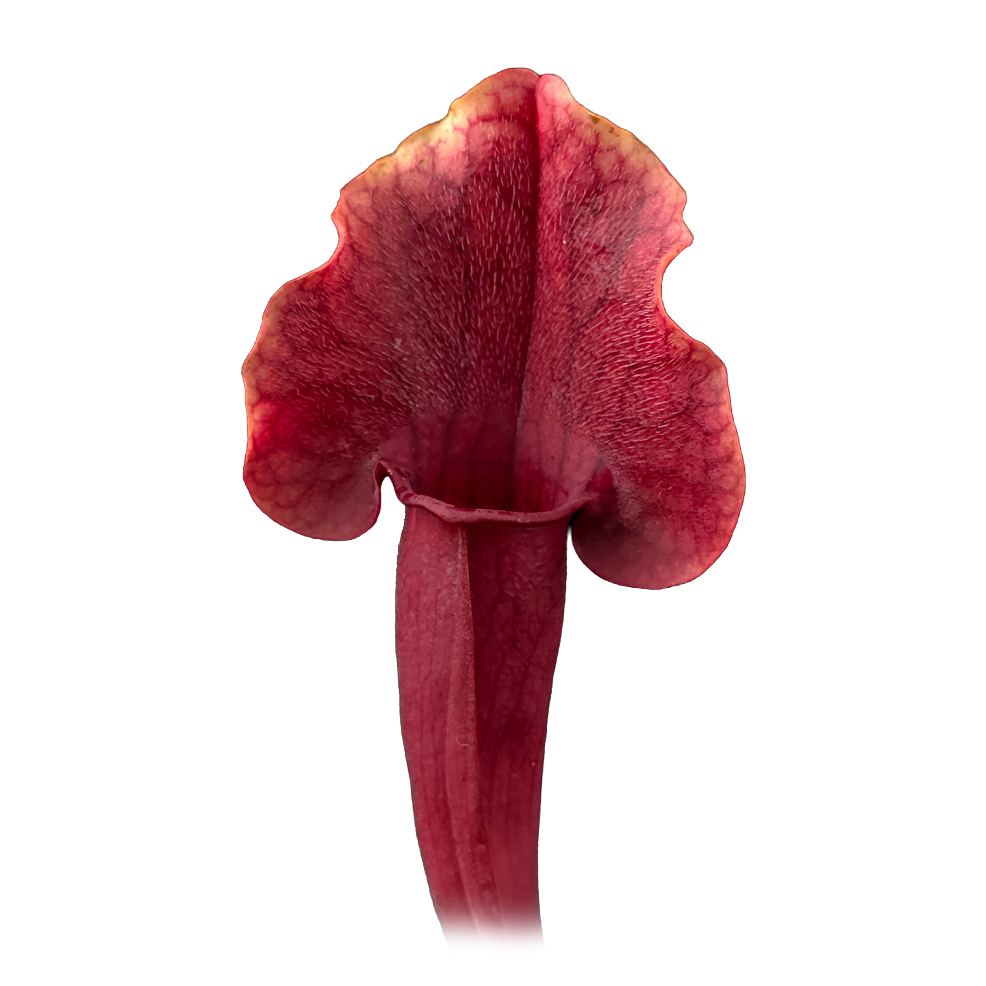 Sarracenia 'Paradisia' Red Form