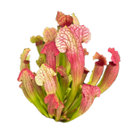 Sarracenia 'Philadelphia'