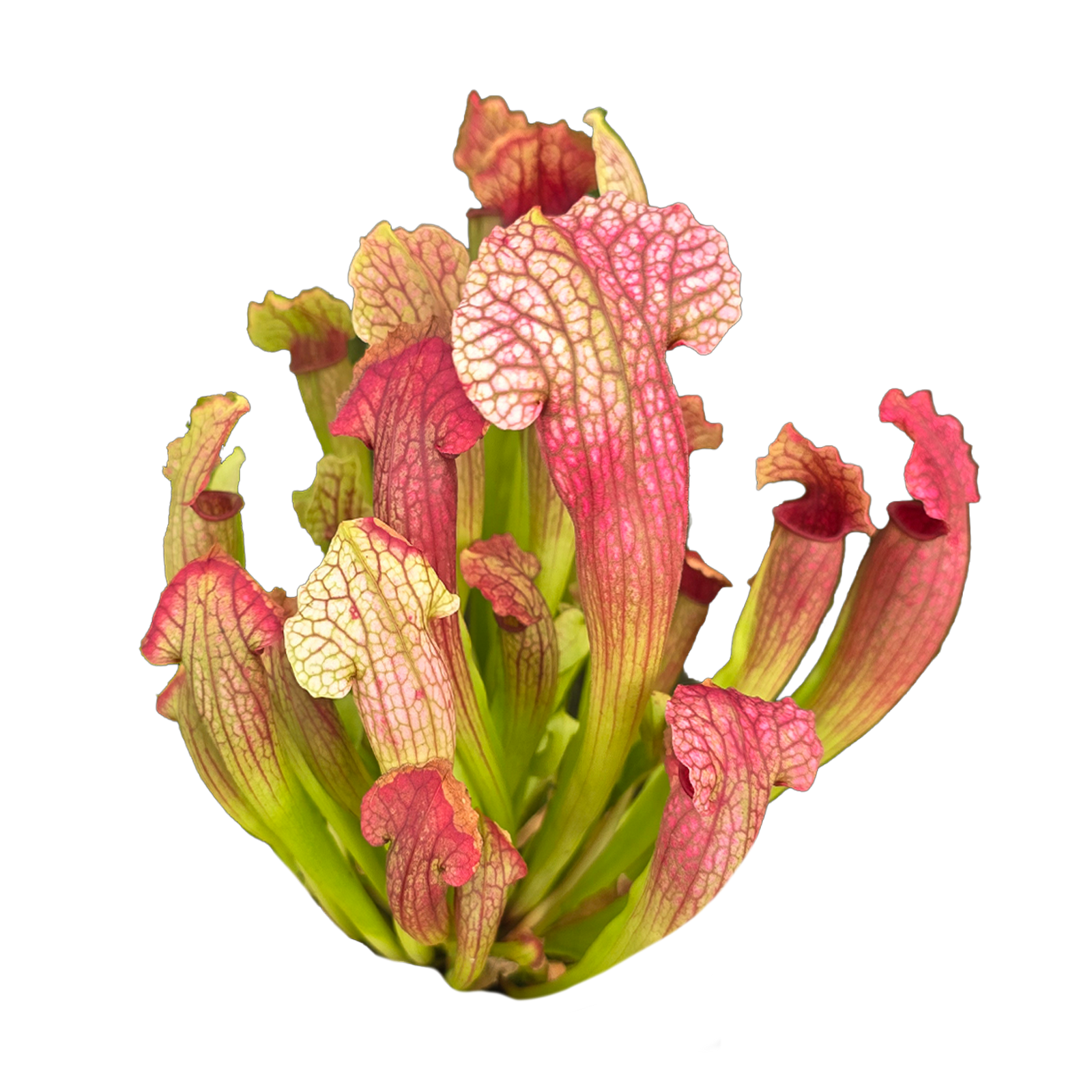 Sarracenia 'Philadelphia'