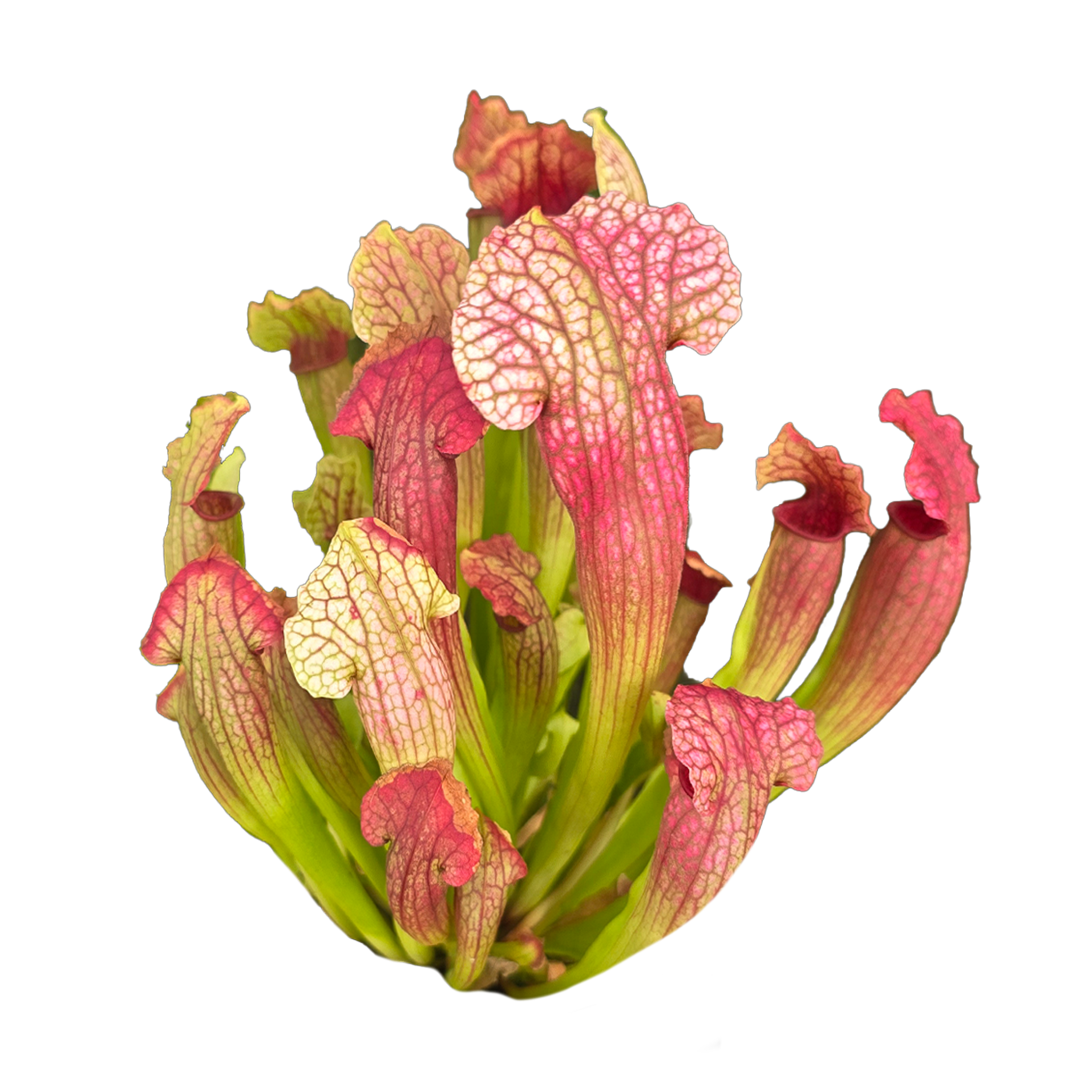 Sarracenia 'Philadelphia'