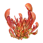 Sarracenia ‘Ruby Lips’