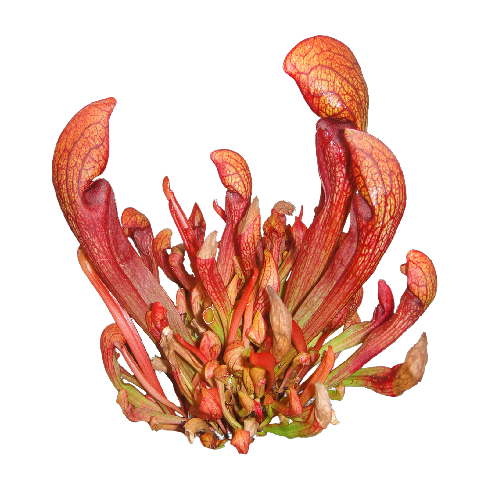 Sarracenia ‘Ruby Lips’