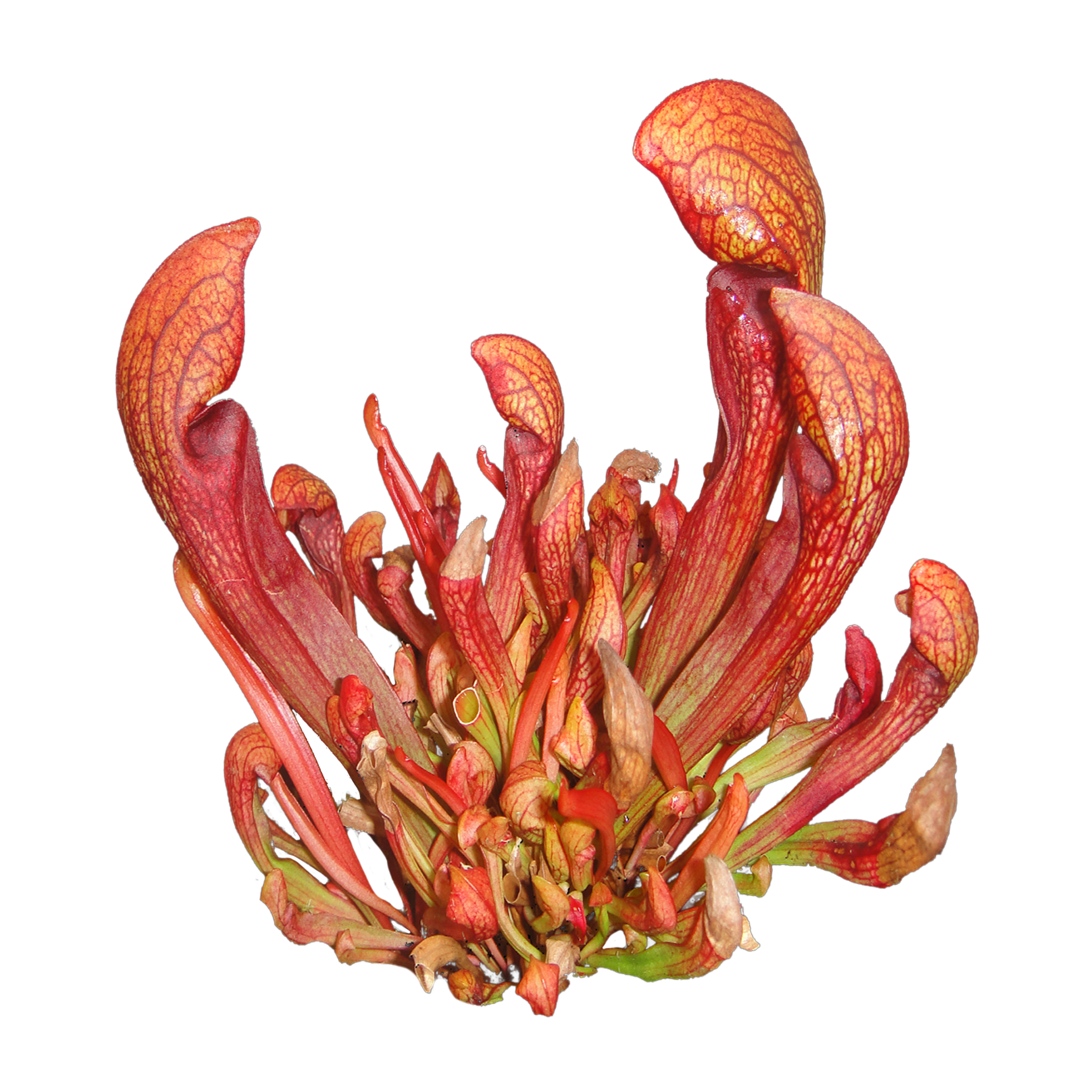 Sarracenia ‘Ruby Lips’