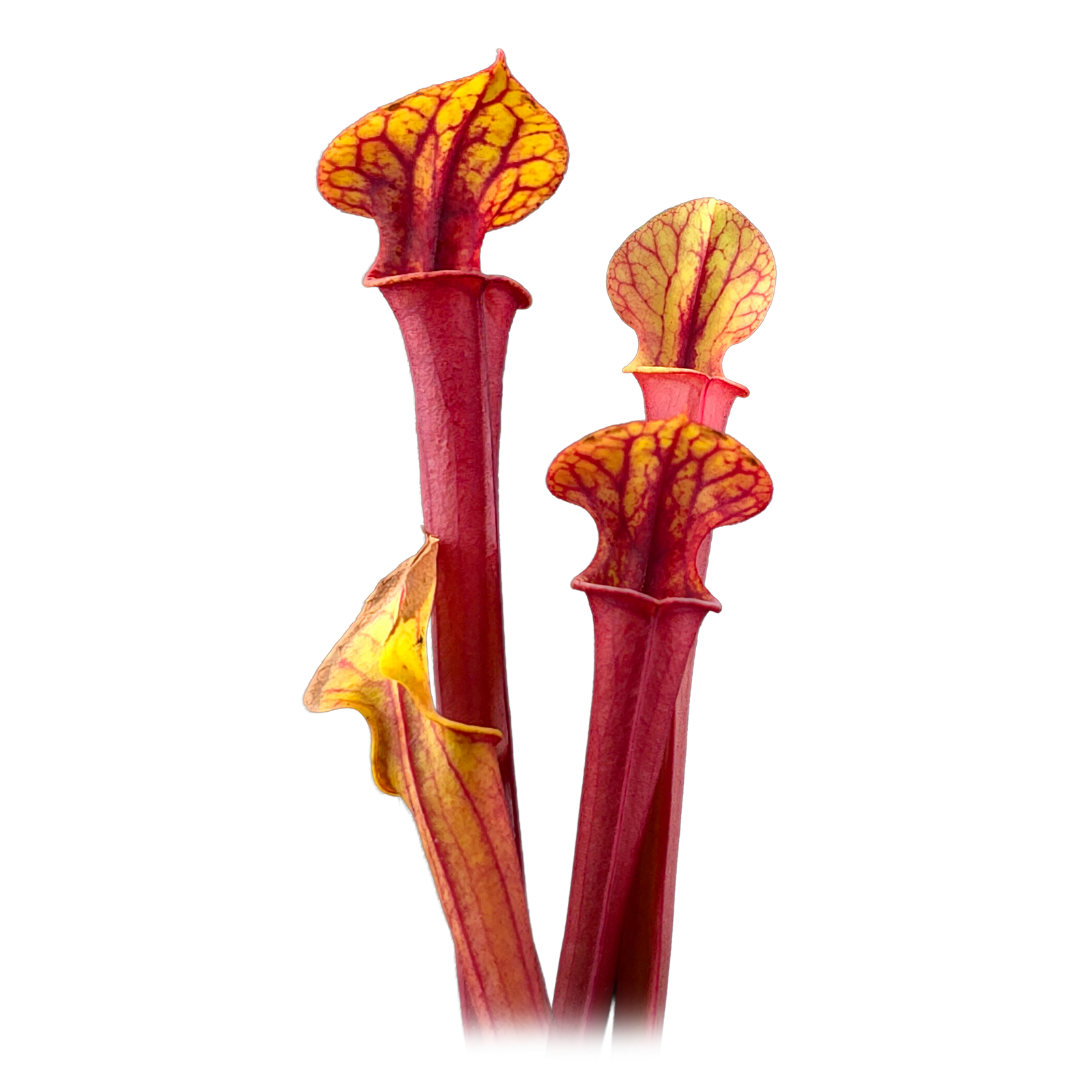 Sarracenia flava 'Red Tube'