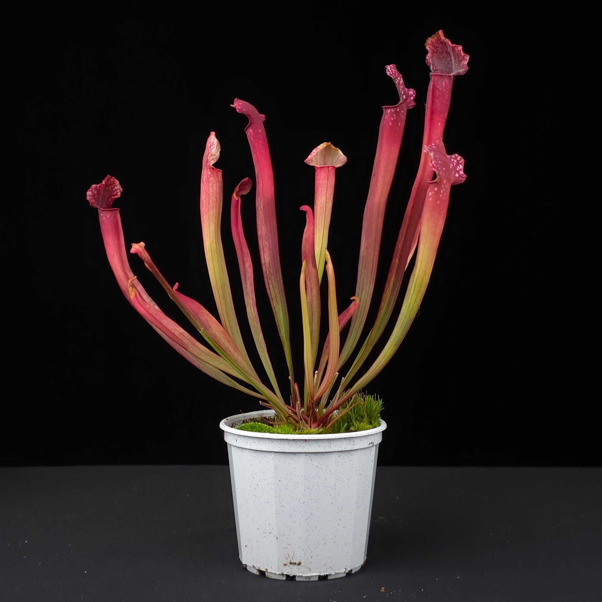Sarracenia × willisii