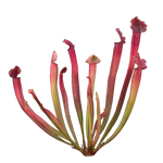 Sarracenia × willisii