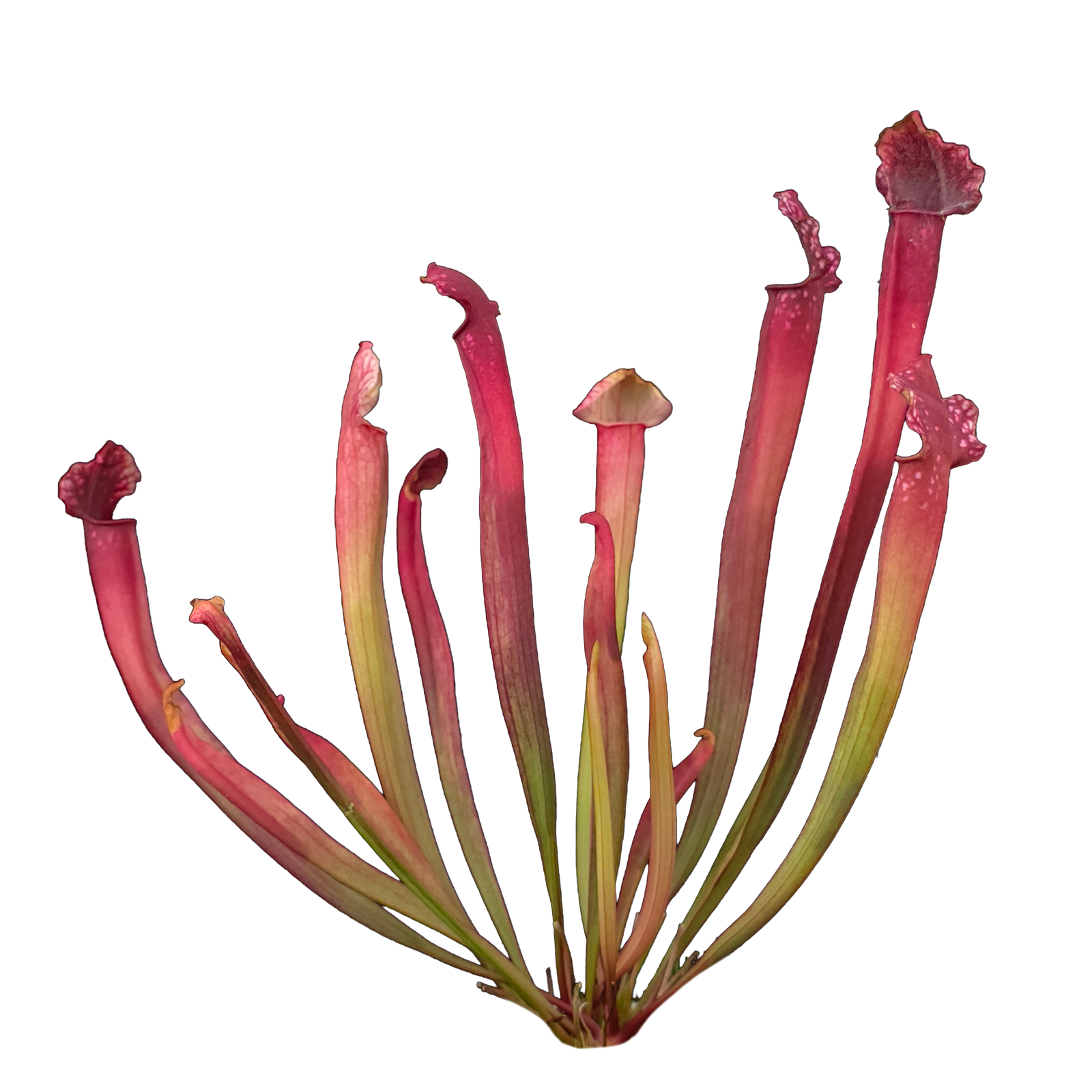 Sarracenia × willisii