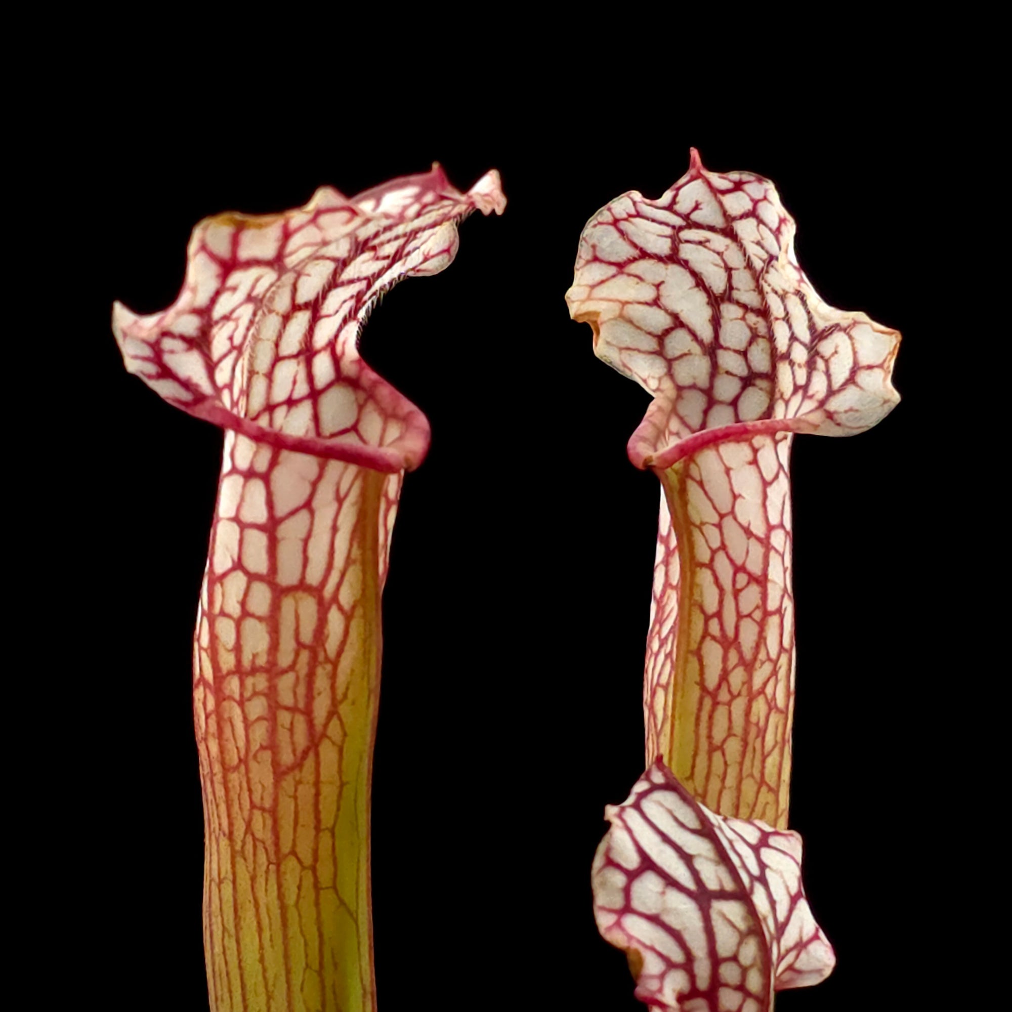 Sarracenia leucophylla x willisii