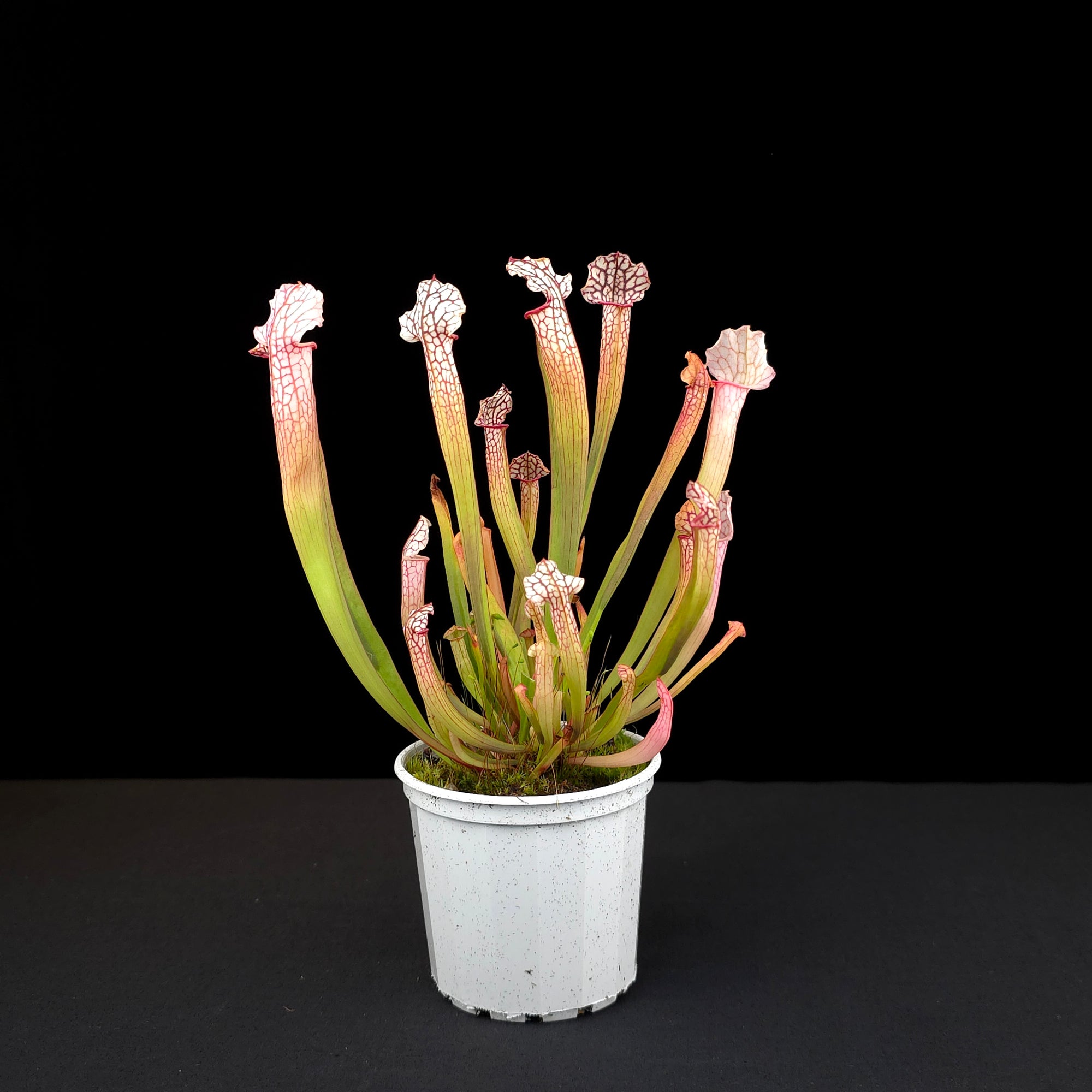 Sarracenia leucophylla x willisii