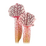 Sarracenia leucophylla x willisii