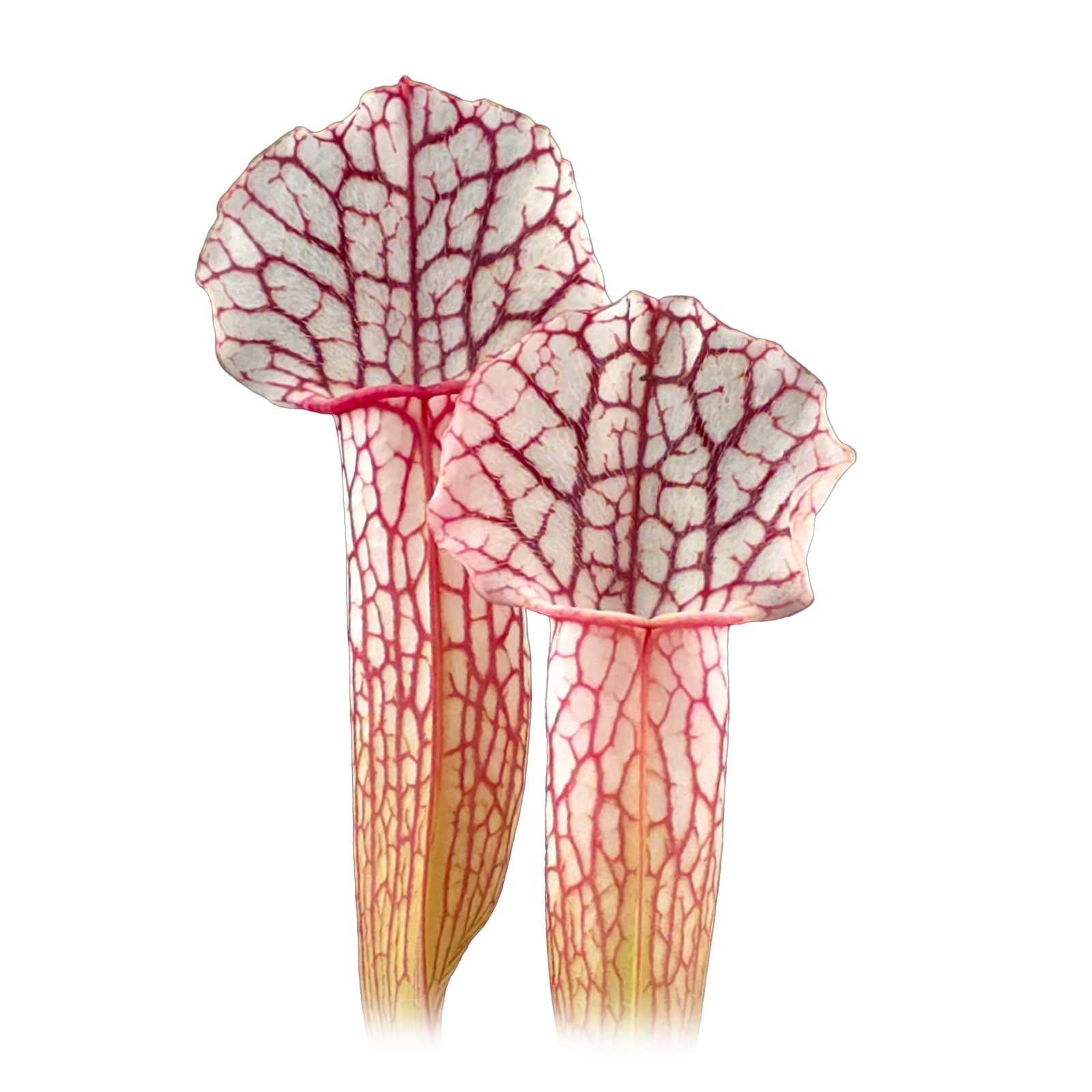 Sarracenia leucophylla x willisii