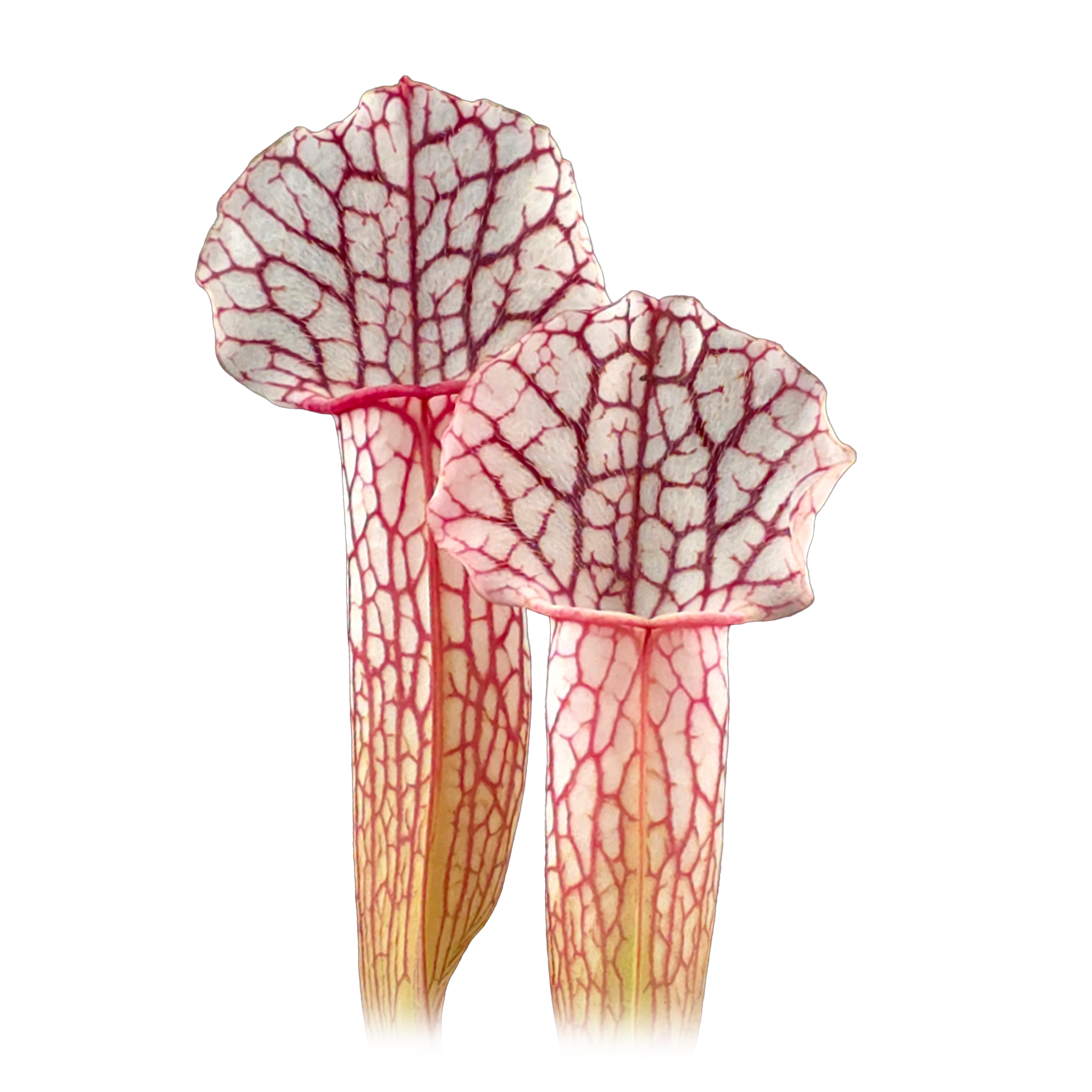 Sarracenia leucophylla x willisii