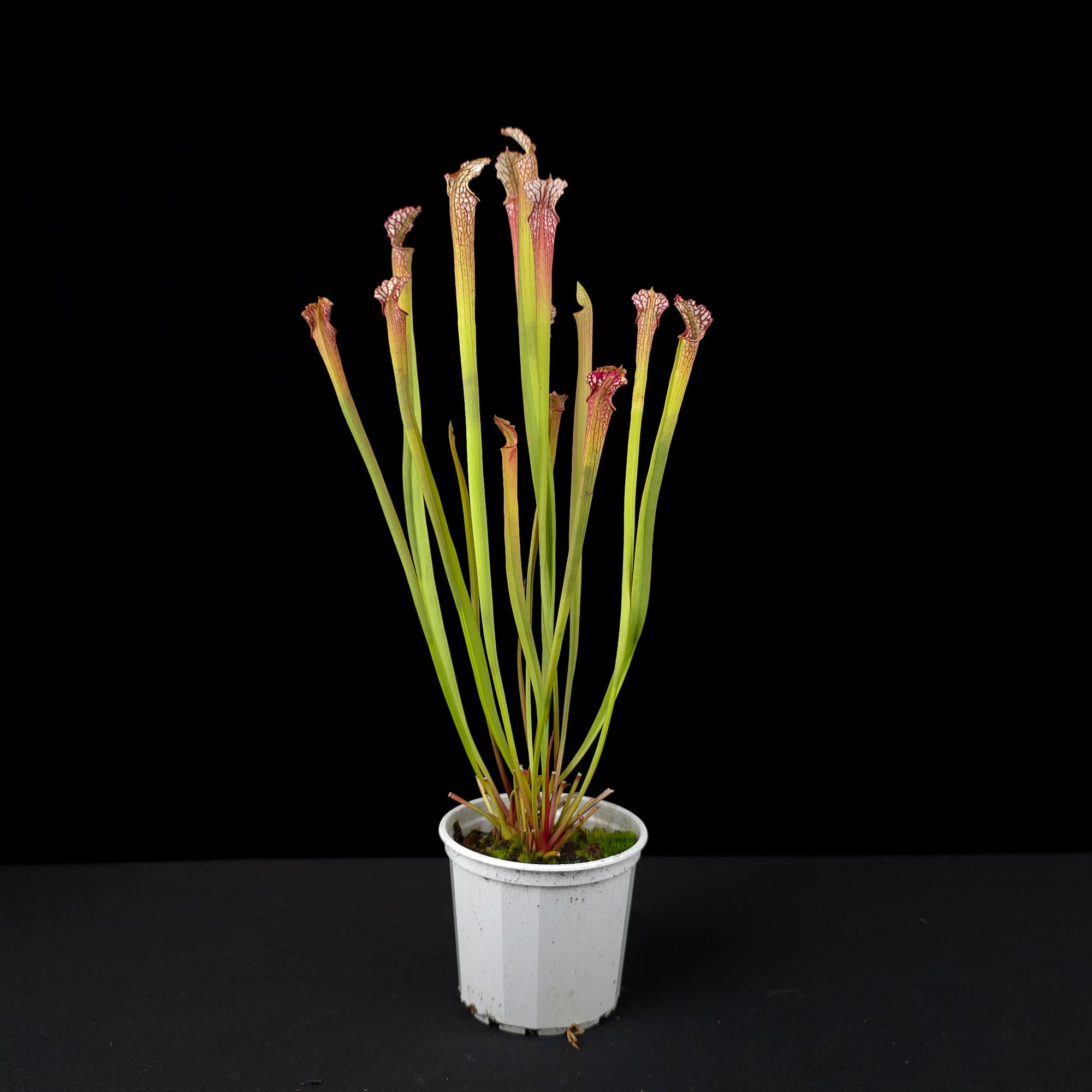 Sarracenia leucophylla