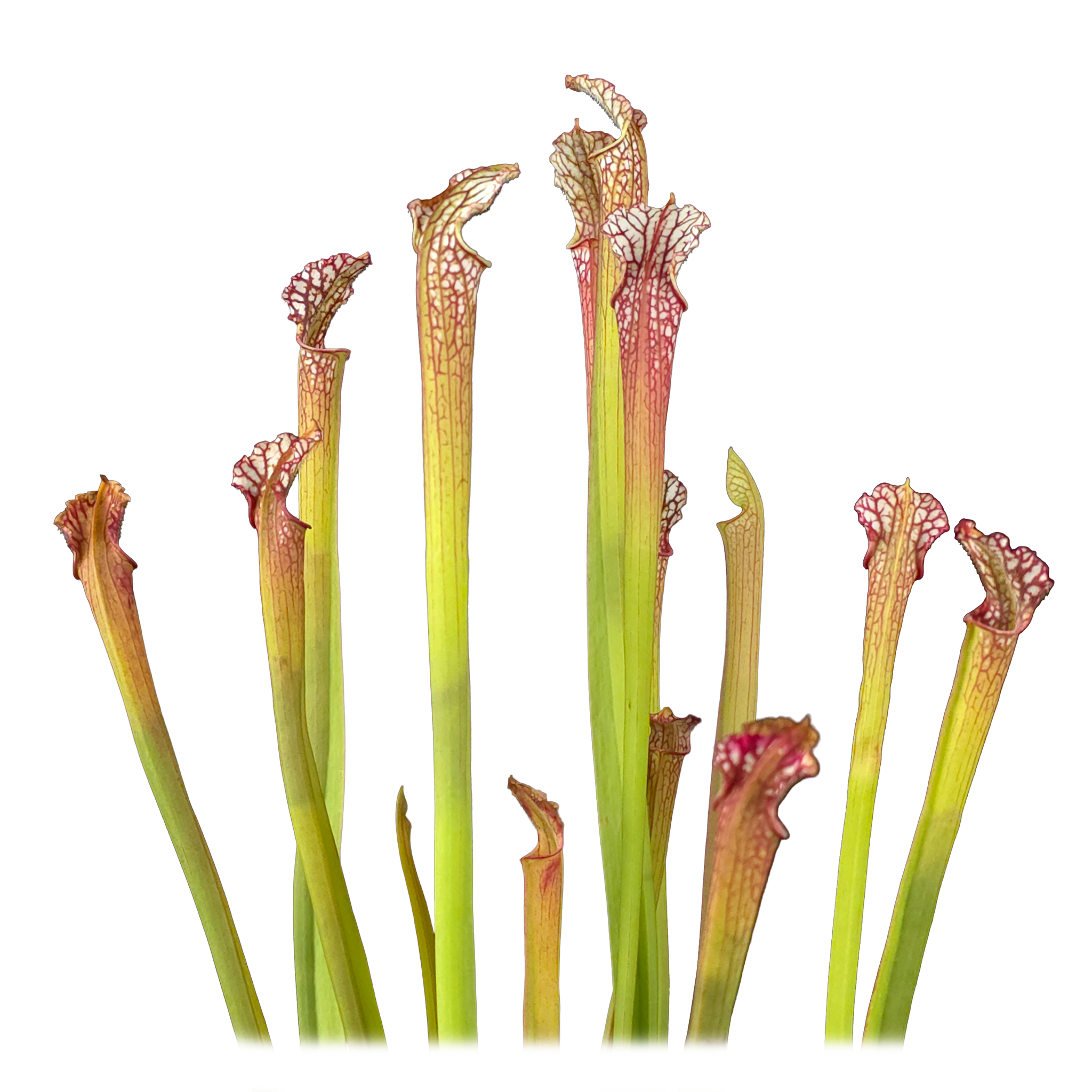 Sarracenia leucophylla