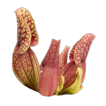 Sarracenia purpurea