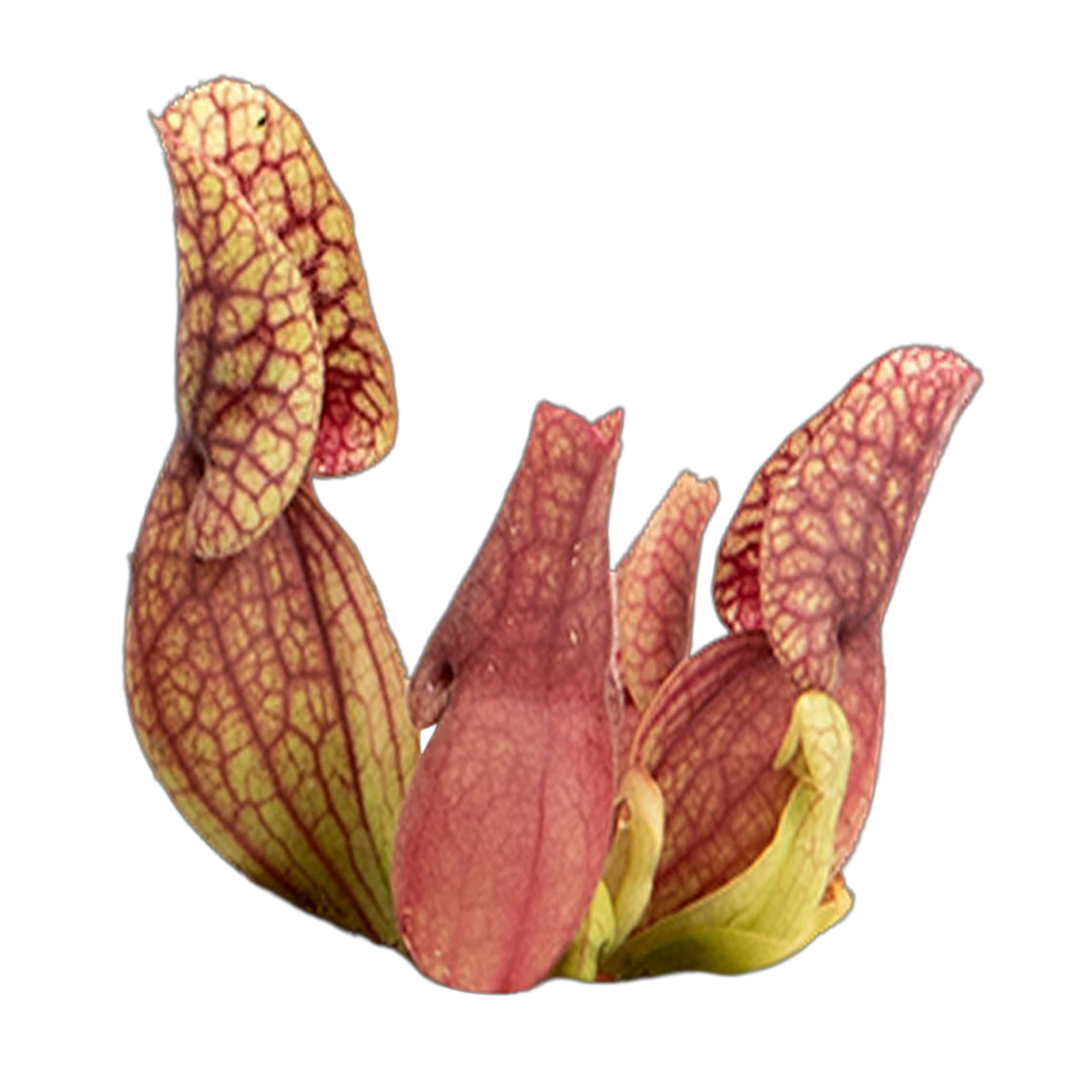 Sarracenia purpurea