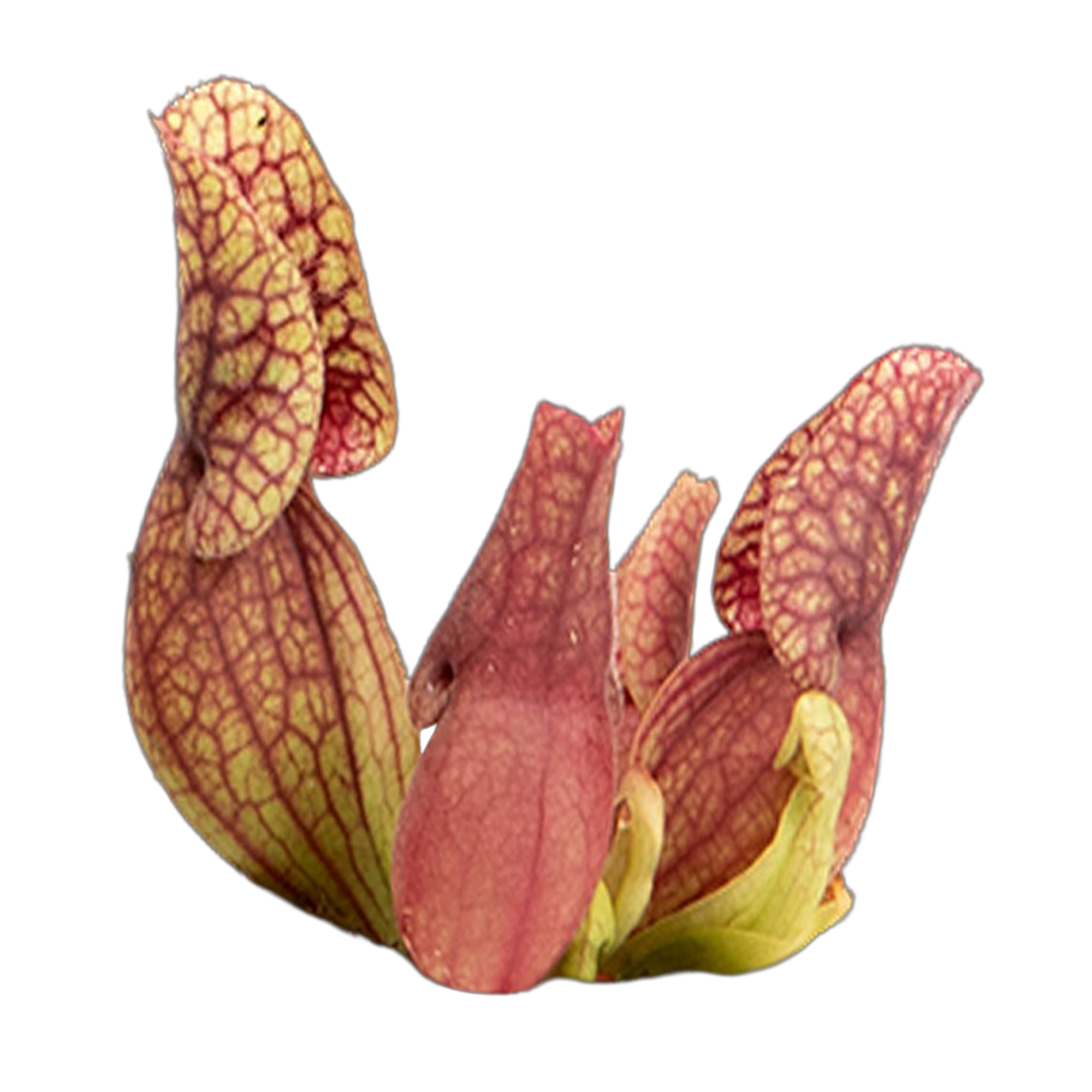 Sarracenia purpurea