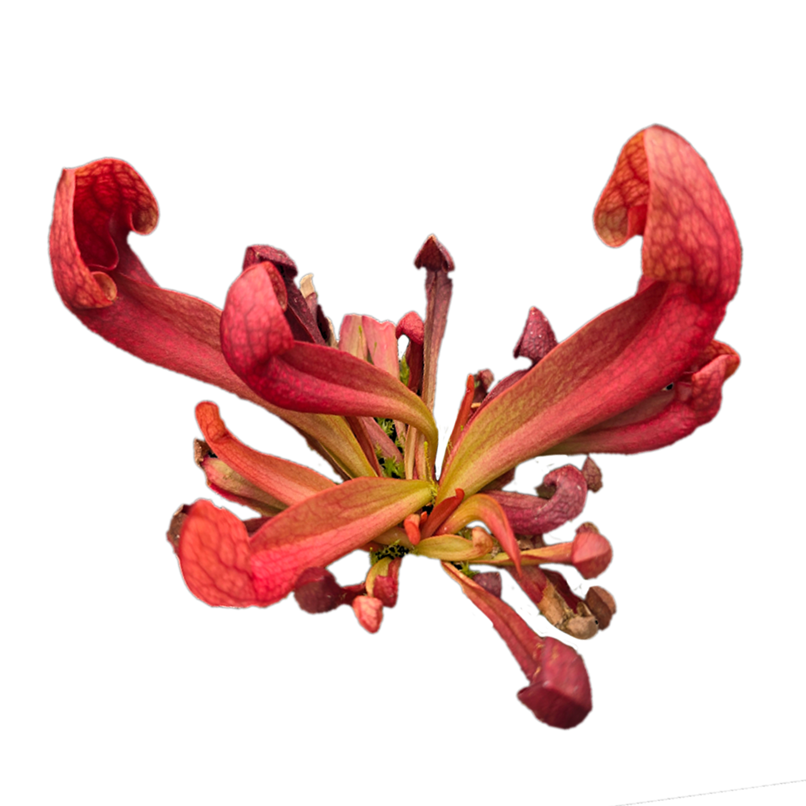Sarracenia × courtii