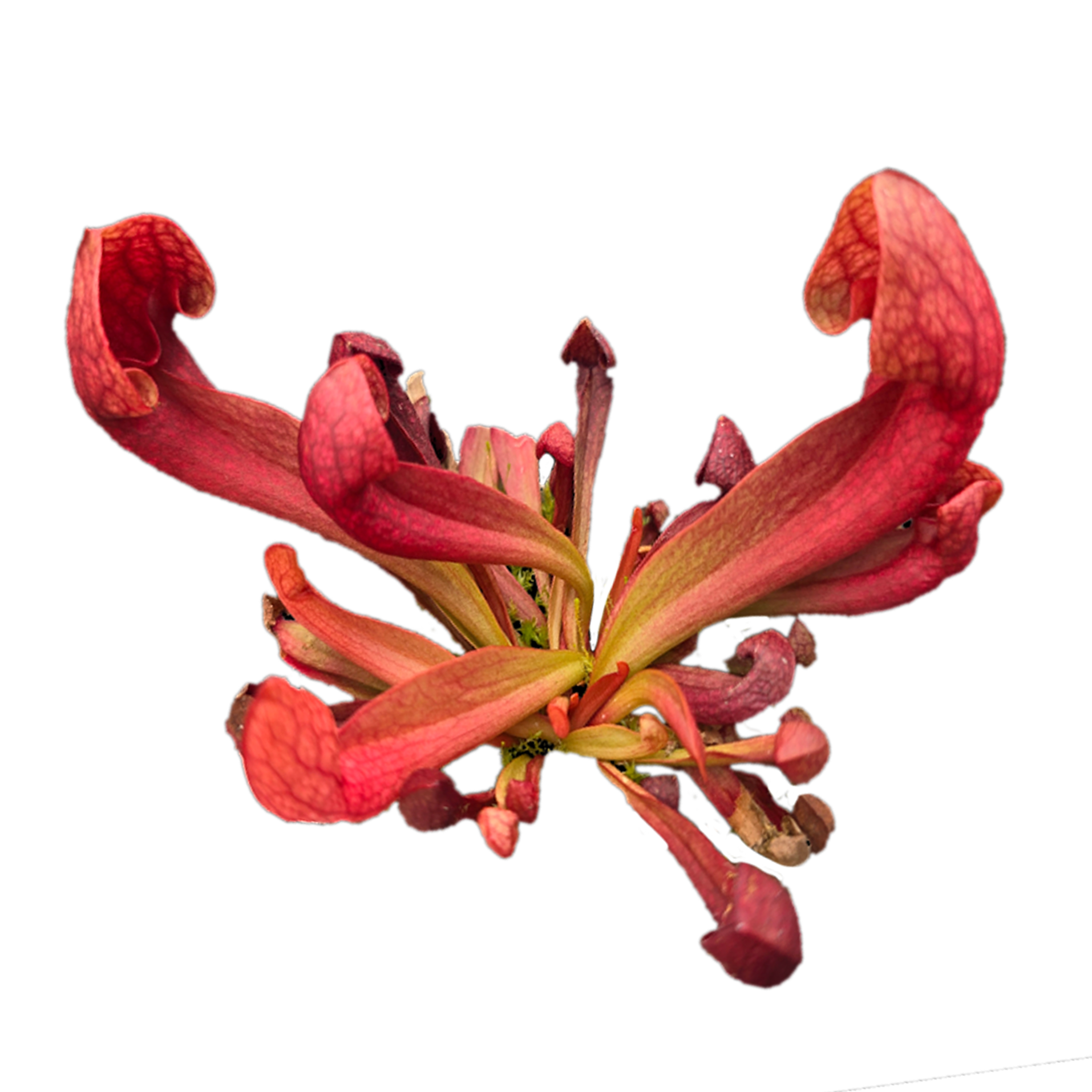 Sarracenia × courtii