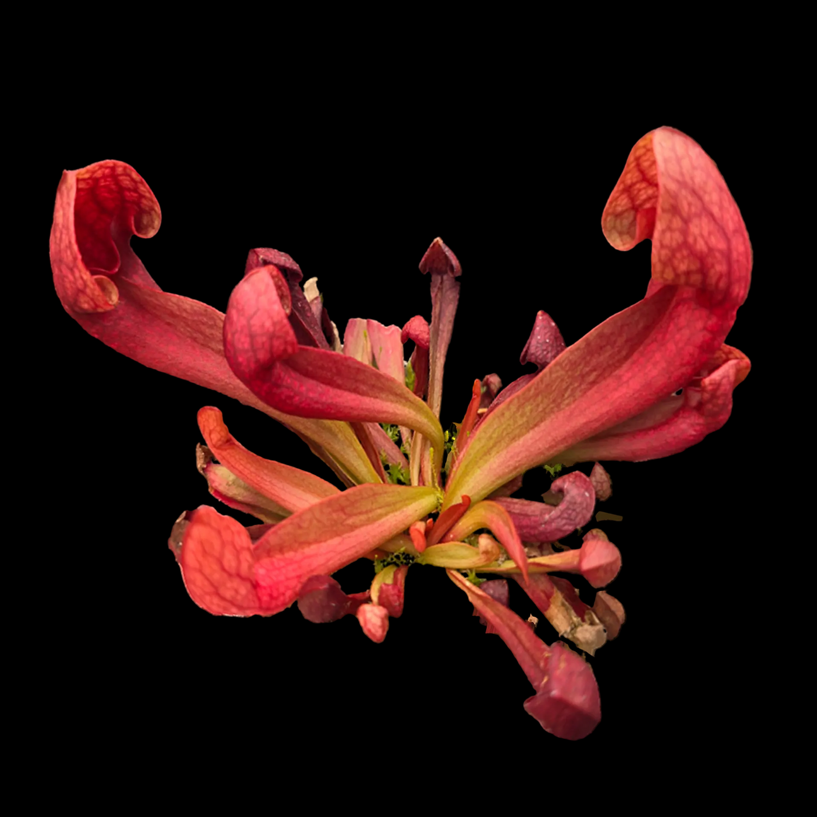 Sarracenia × courtii