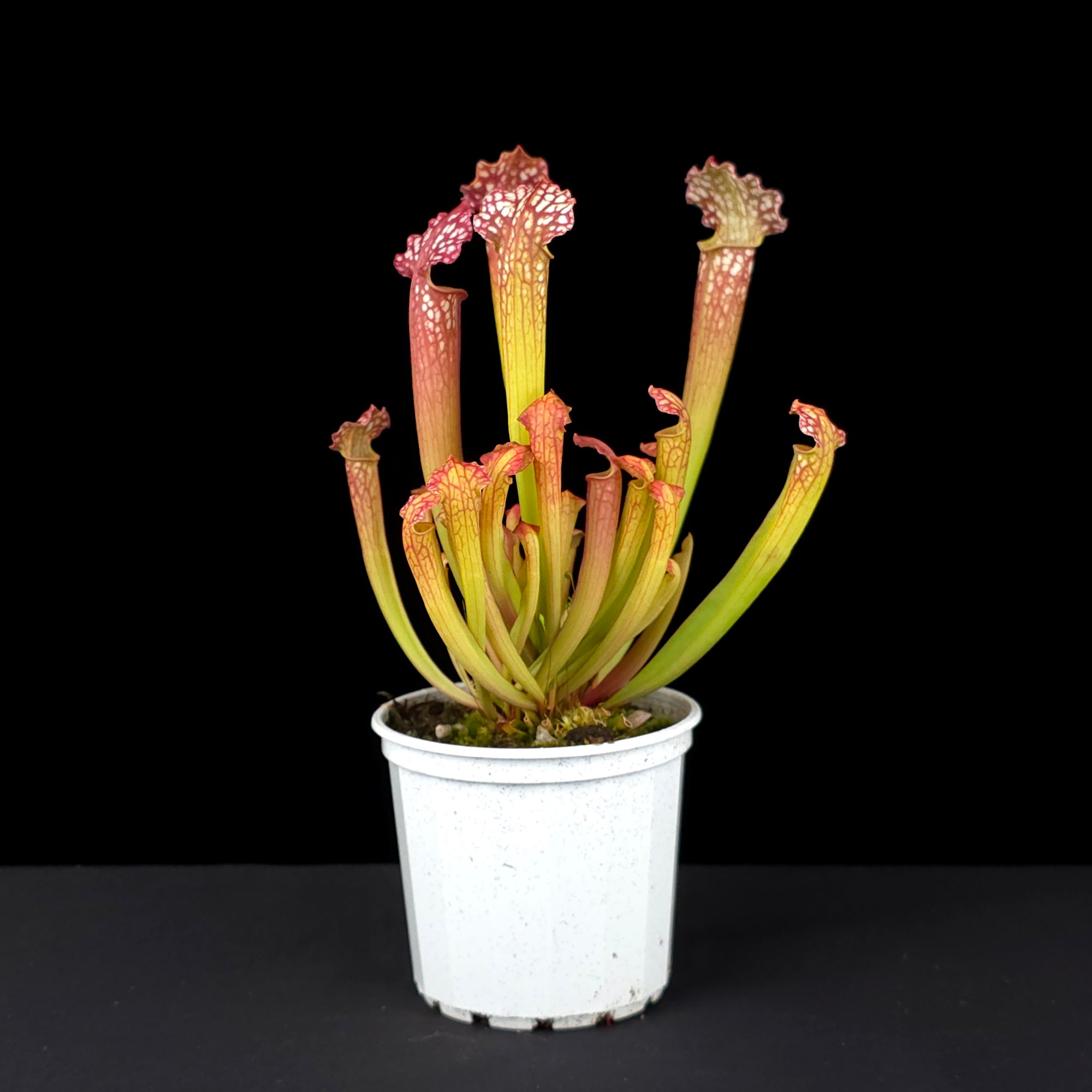 Sarracenia x farnhamii