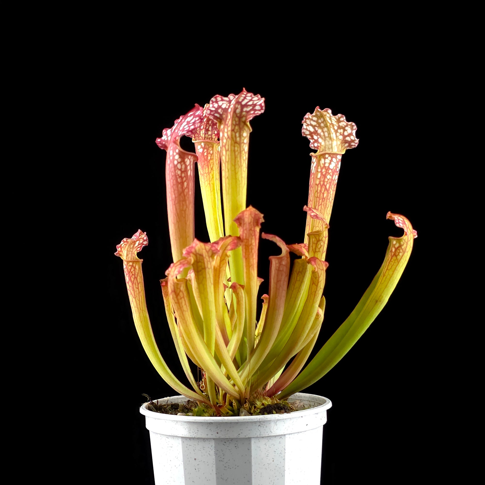 Sarracenia x farnhamii