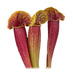 Sarracenia 'Juthatip Soper'