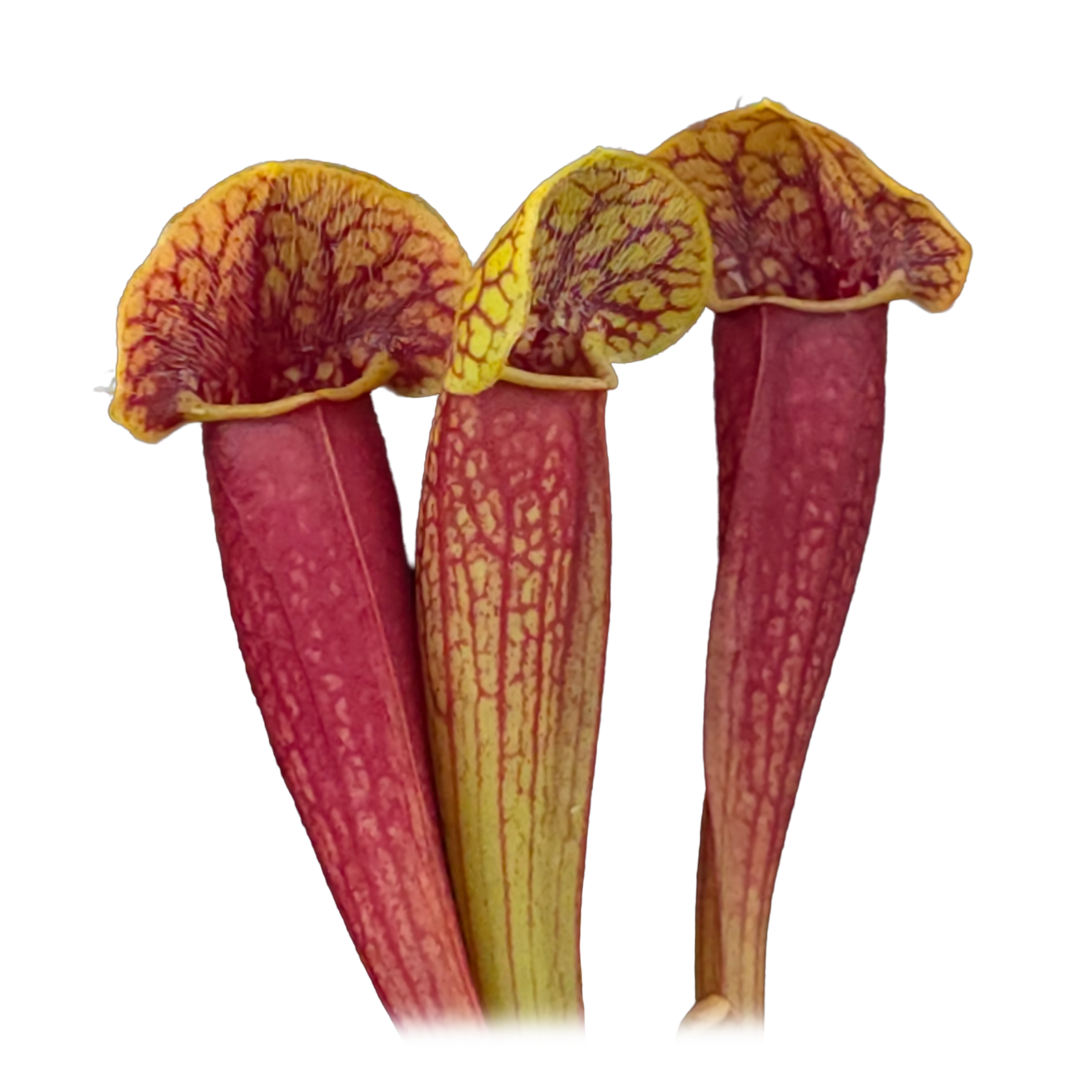 Sarracenia 'Juthatip Soper'