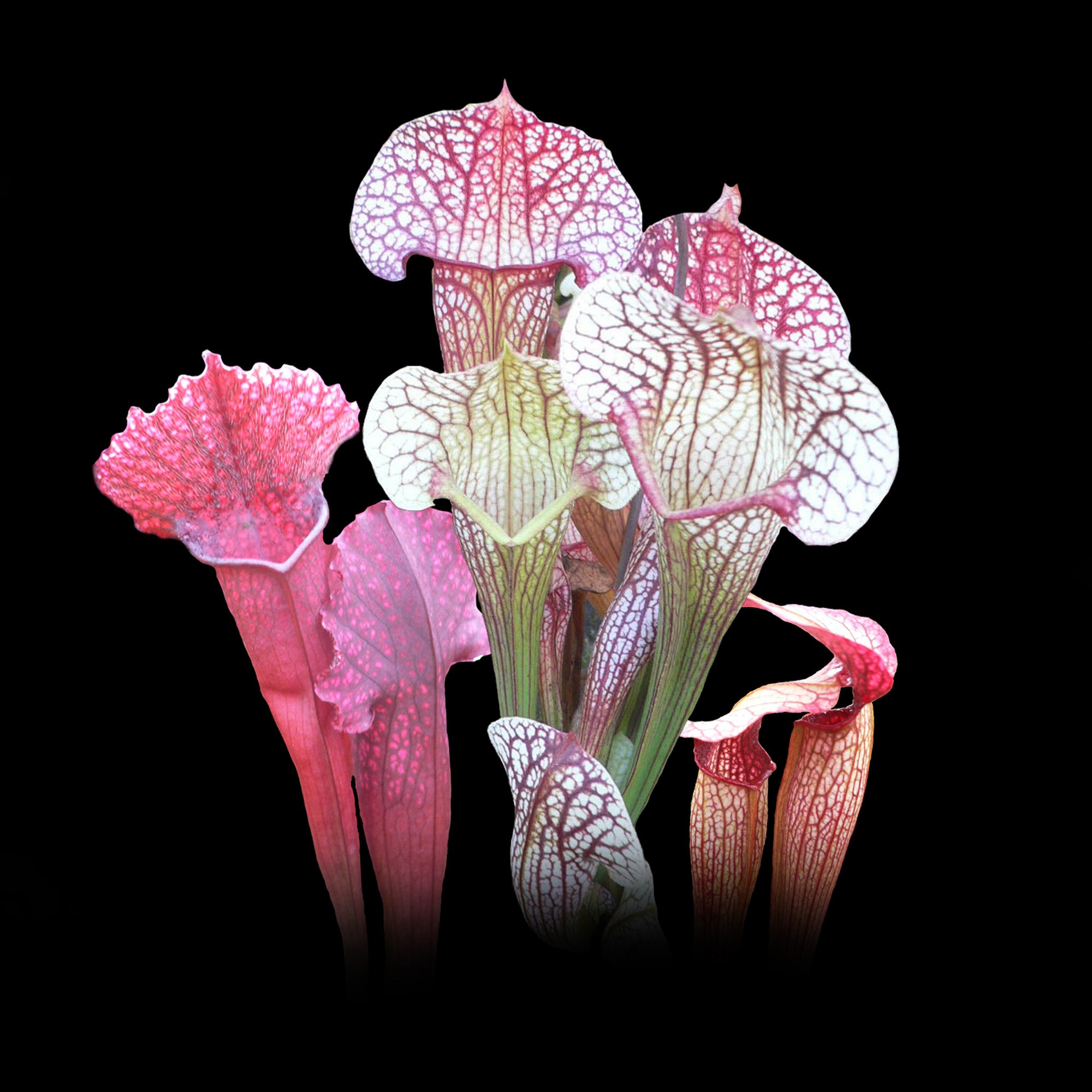 Sarracenia Hybrids - A Carnivorous Collection (End of Season Clearance)