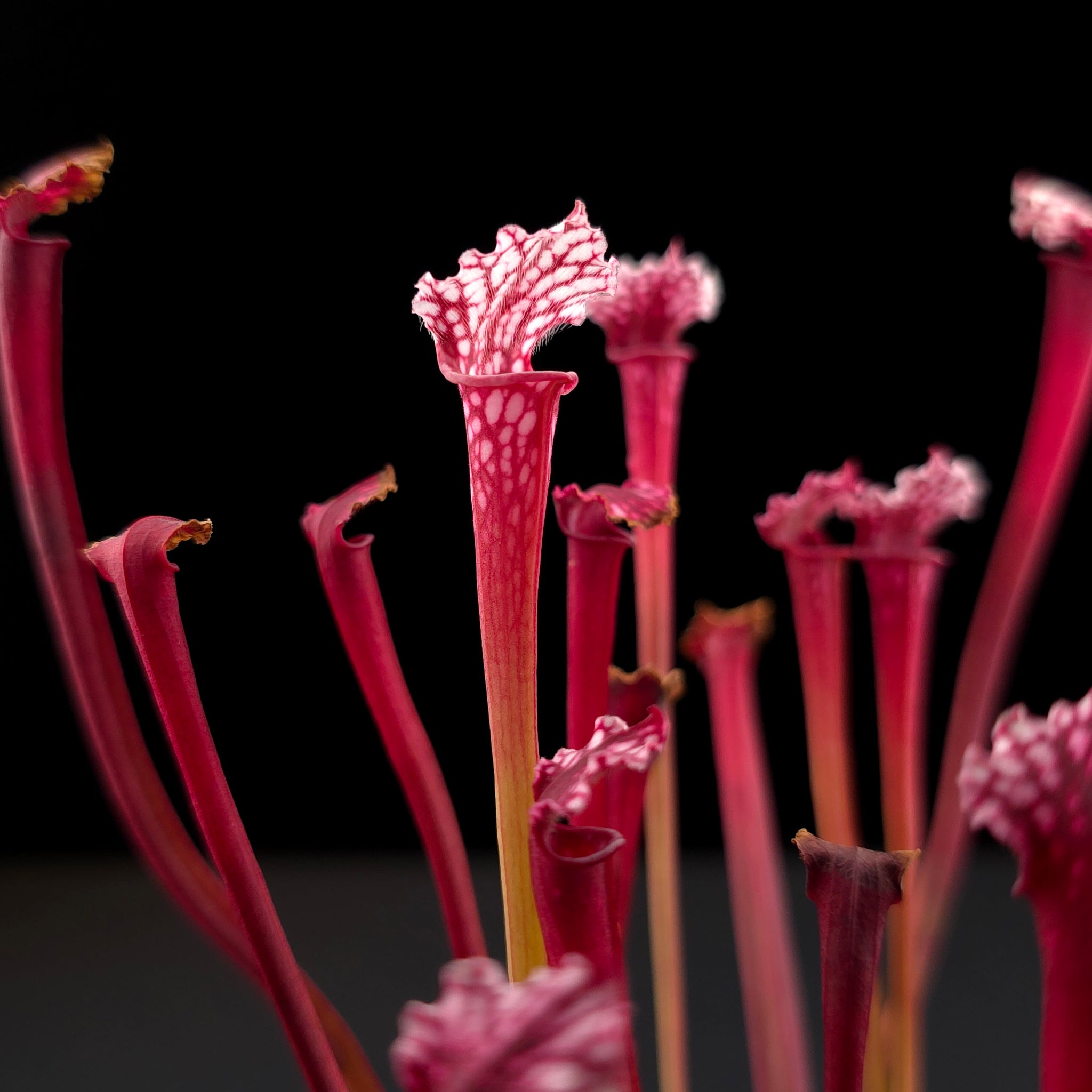 Sarracenia leucophylla 'Red Top'