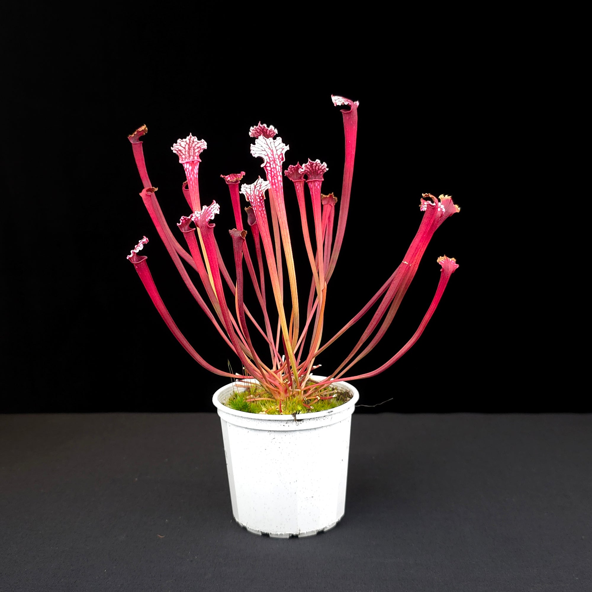 Sarracenia leucophylla 'Red Top'