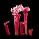 Sarracenia leucophylla 'Red Top'