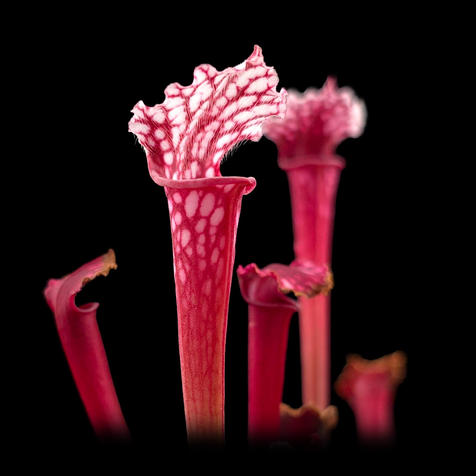 Sarracenia leucophylla 'Red Top'