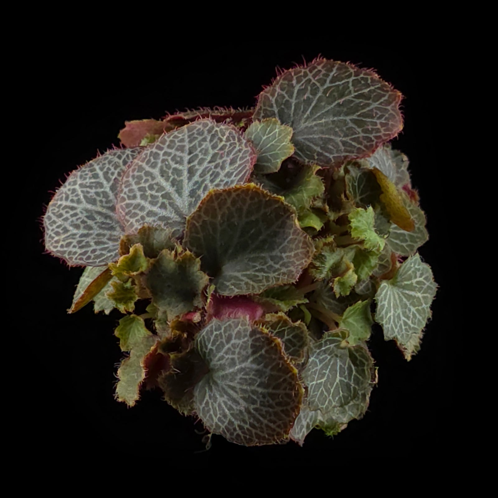 Saxifraga stolonifera 'Yakushima' (WA Prohibited)