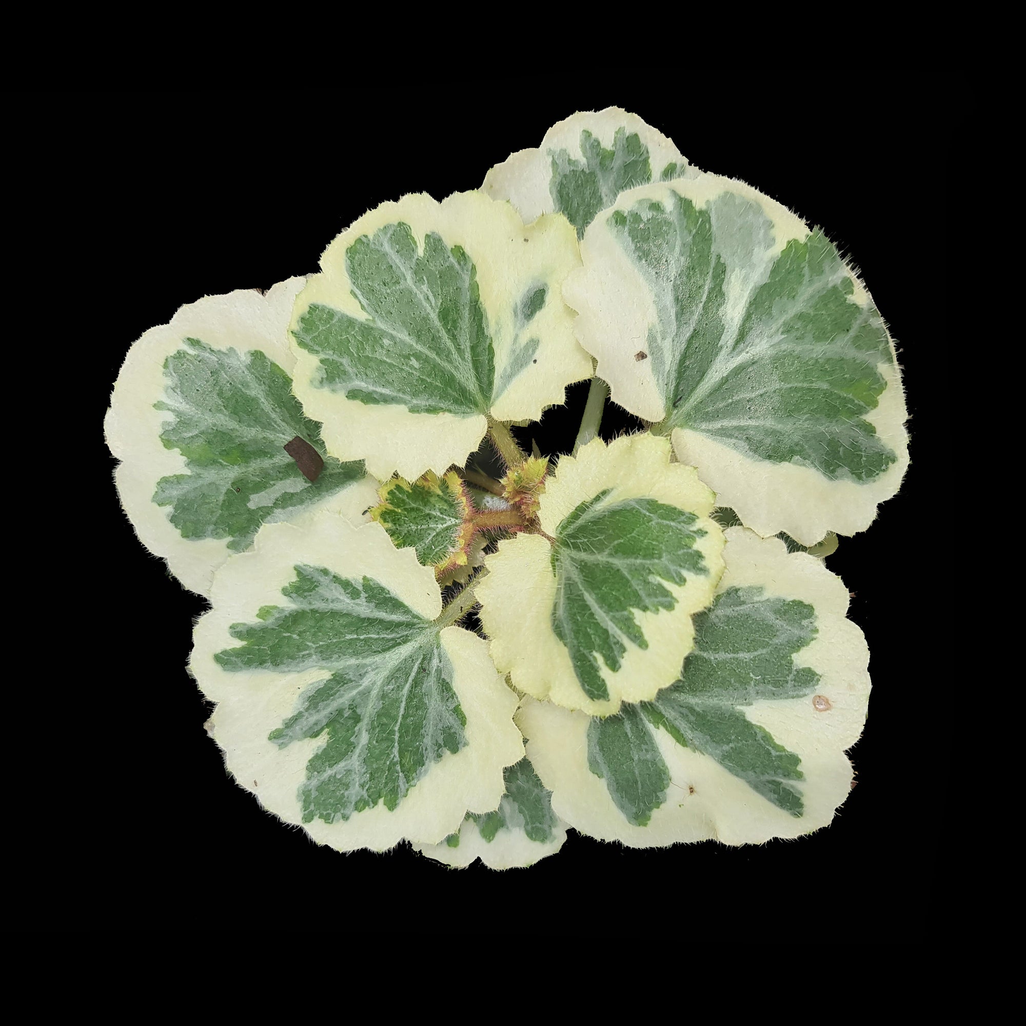 Saxifraga stolonifera 'Strawberry Begonia Tricolour' 66mm Pot (NOT FOR WA)