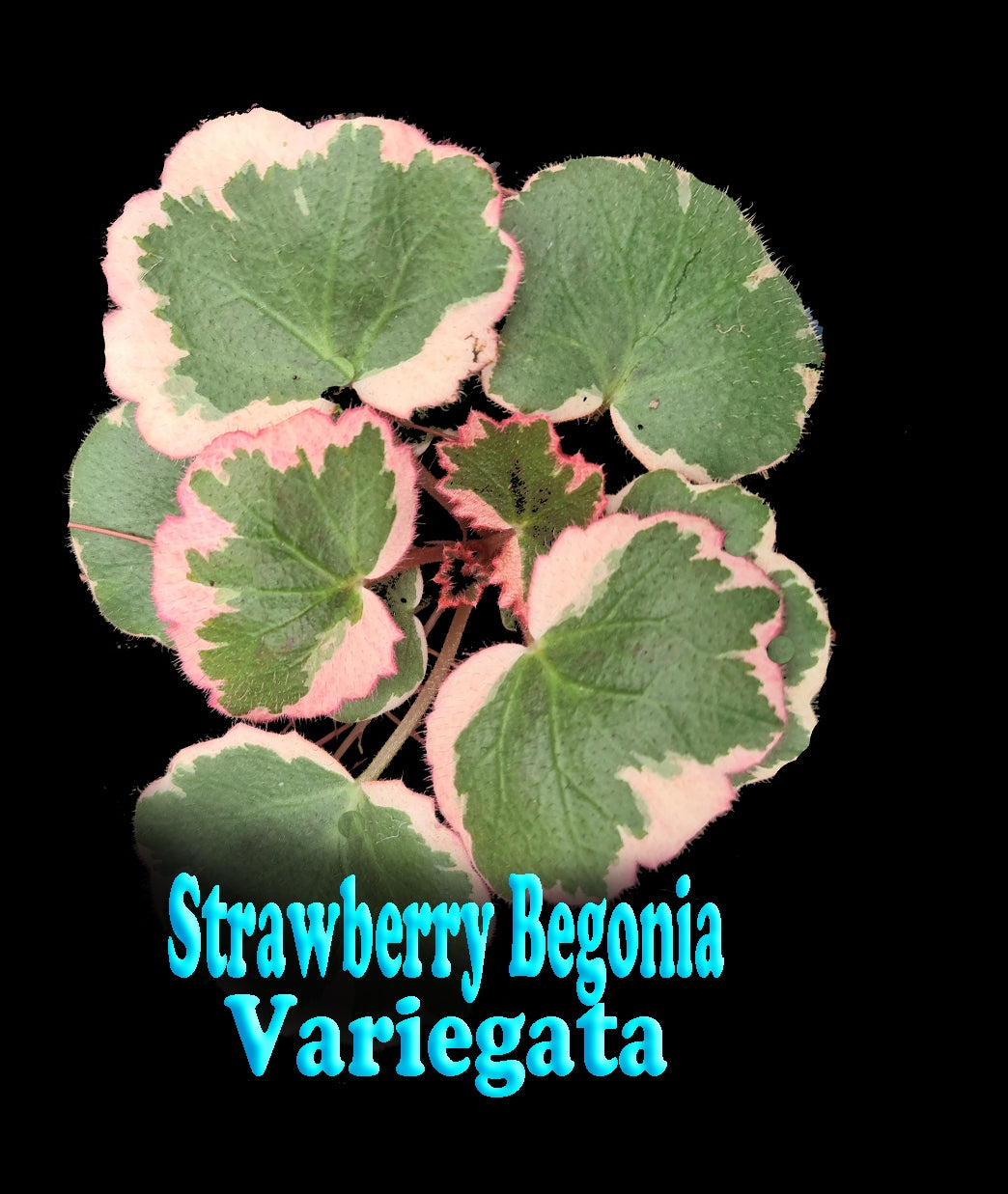 Saxifraga stolonifera 'Strawberry Begonia Variegata' 66mm Pot (NOT FOR WA)