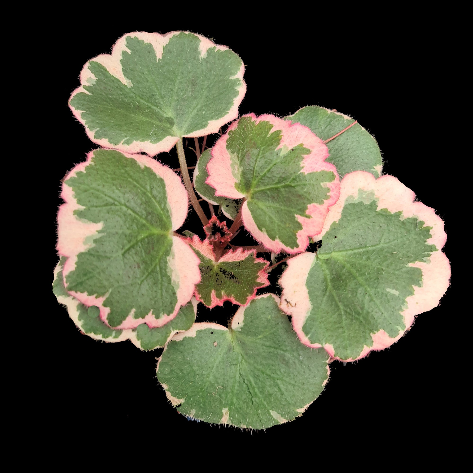 Saxifraga stolonifera 'Strawberry Begonia Variegata' 66mm Pot (NOT FOR WA)