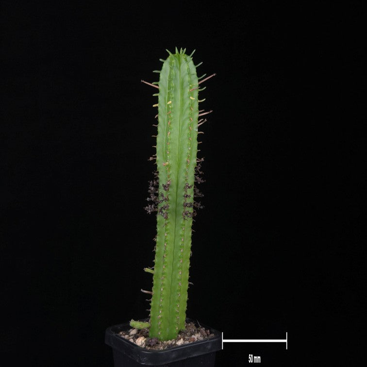Euphorbia mammillaris (WA Prohibited)