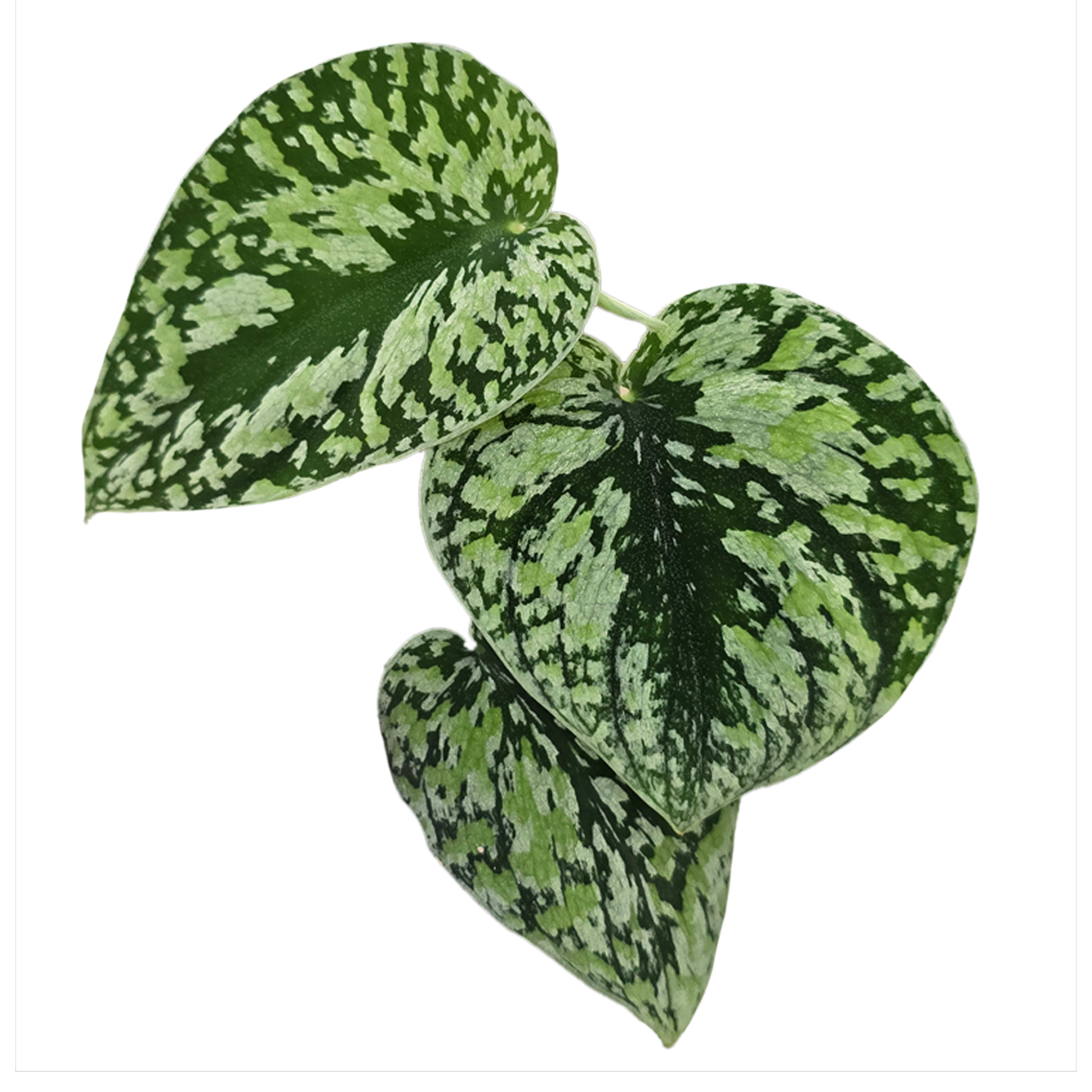 Scindapsus pictus 'Tricolor'