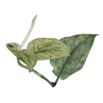 Scindapsus pictus 'White Mint'