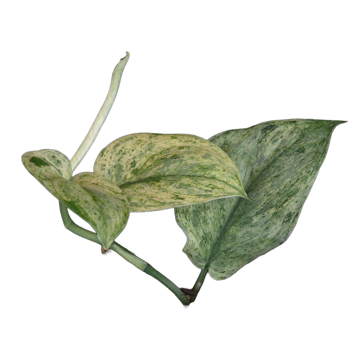 Scindapsus pictus 'White Mint'