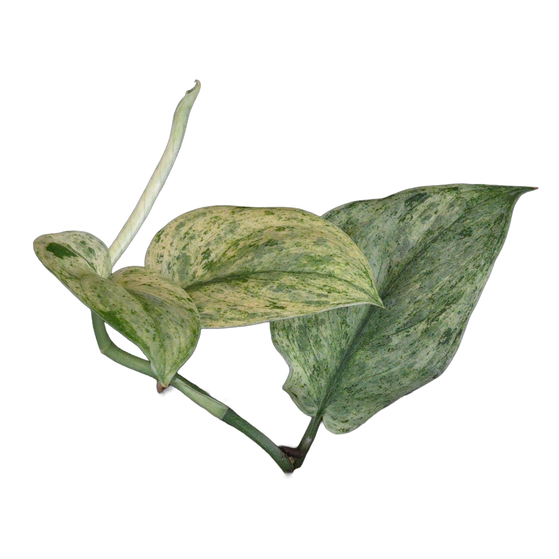 Scindapsus pictus 'White Mint'