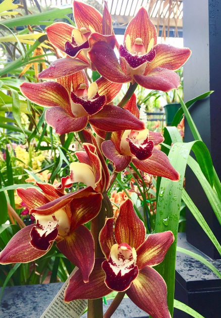 Cymbidium Coral Illusion Toya