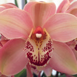 Cymbidium 'Cronulla The Khan'