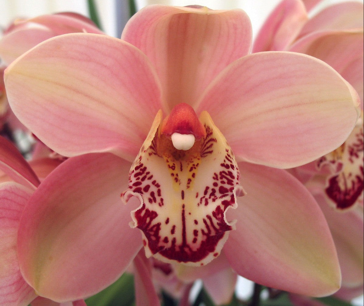 Cymbidium 'Cronulla The Khan'