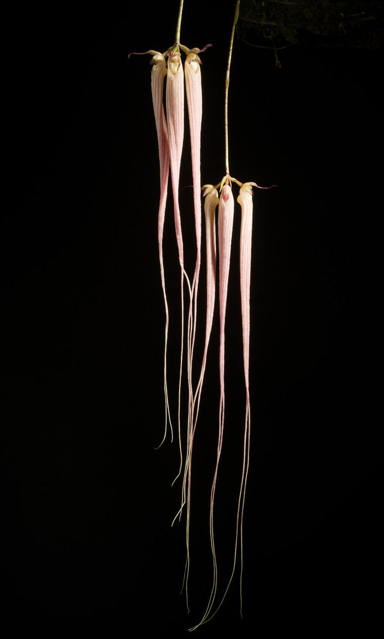 Bulbophyllum longissimum