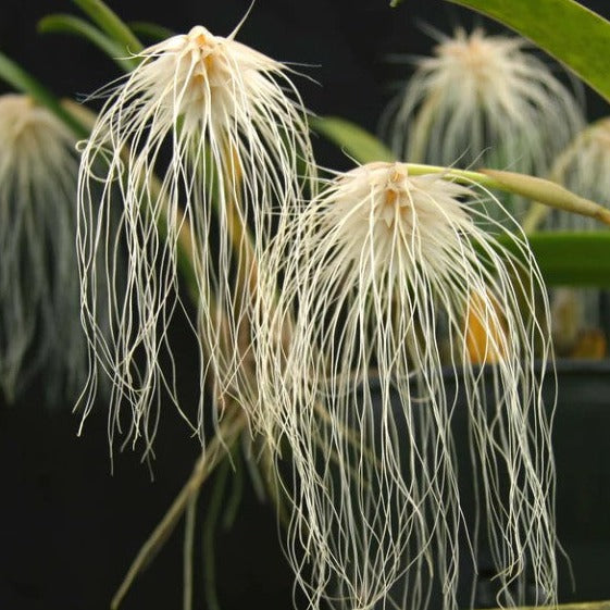 Bulbophyllum medusae